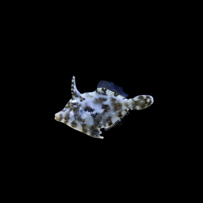 Matted Filefish (Acreichthys Tomentosus)