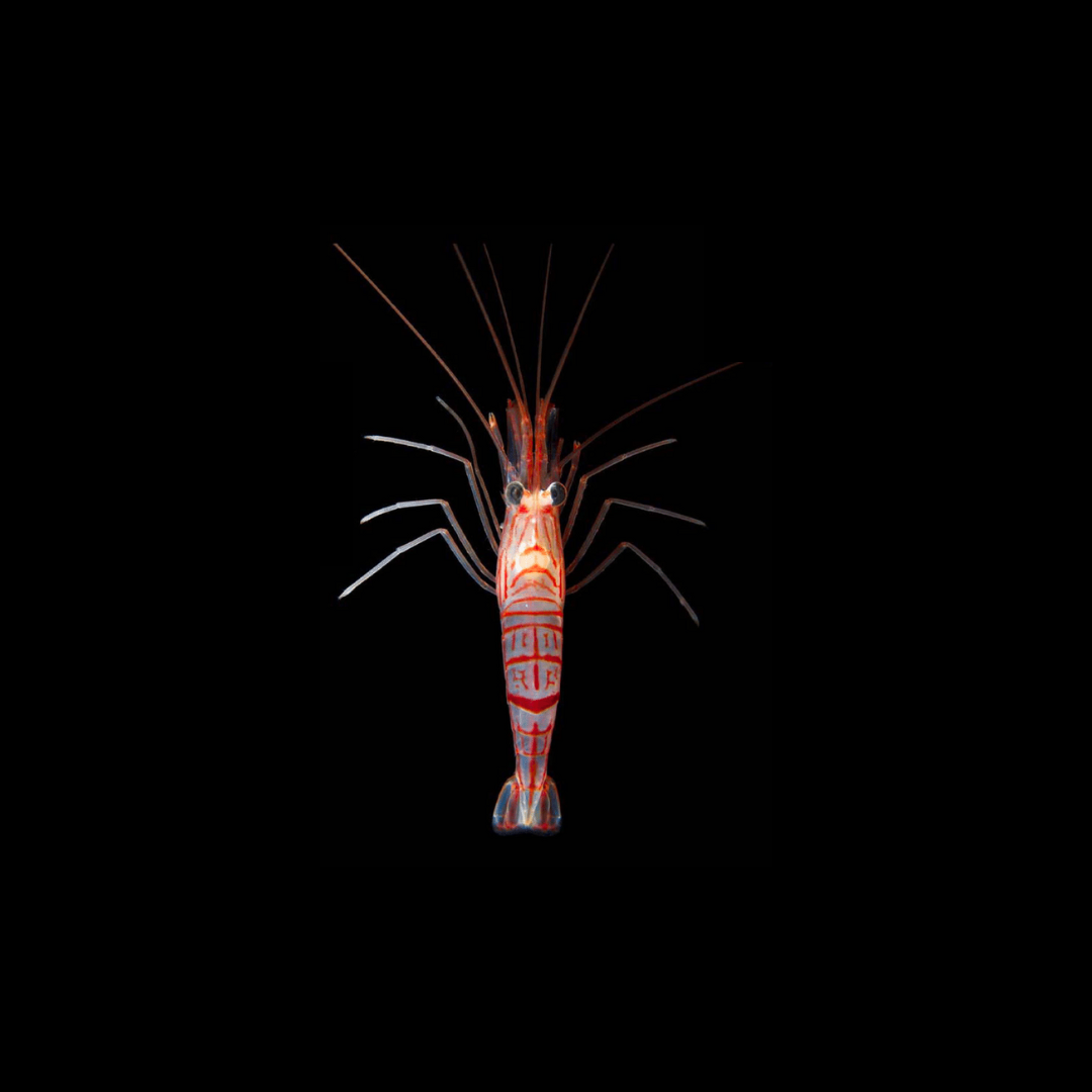 Kuekenthali&#39;s Peppermint Shrimp (Lysmata Kuekenthali)