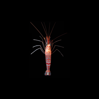 Kuekenthali&#39;s Peppermint Shrimp (Lysmata Kuekenthali)