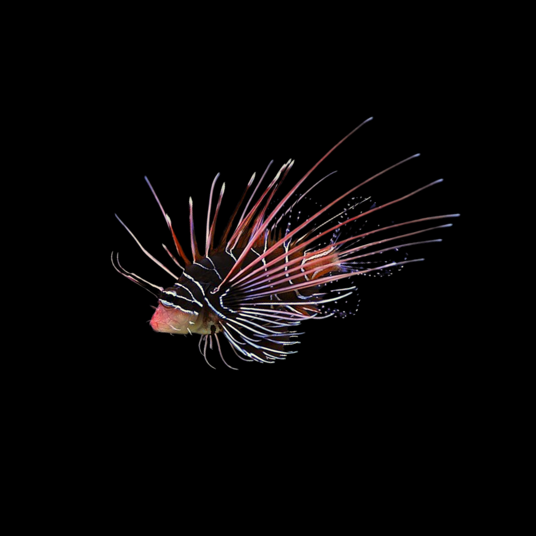 Radiata Lionfish (Pterois radiata)