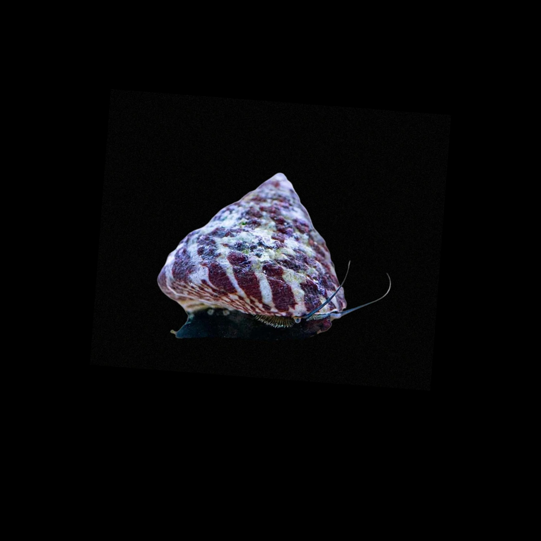 Red Banded Trochus Snail (Trochus Histrio)