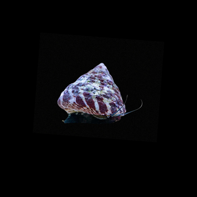 Red Banded Trochus Snail (Trochus Histrio)