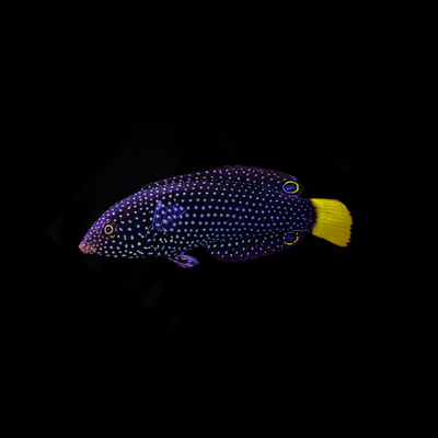 Yellow Tail Tamarin Wrasse (Anampses Meleagrides)