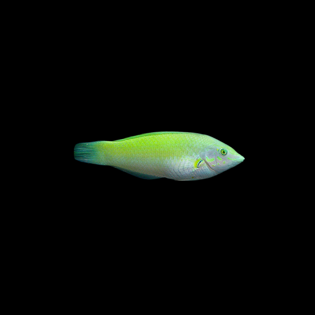 Green Wrasse (Haliochoeres Chloropterus)