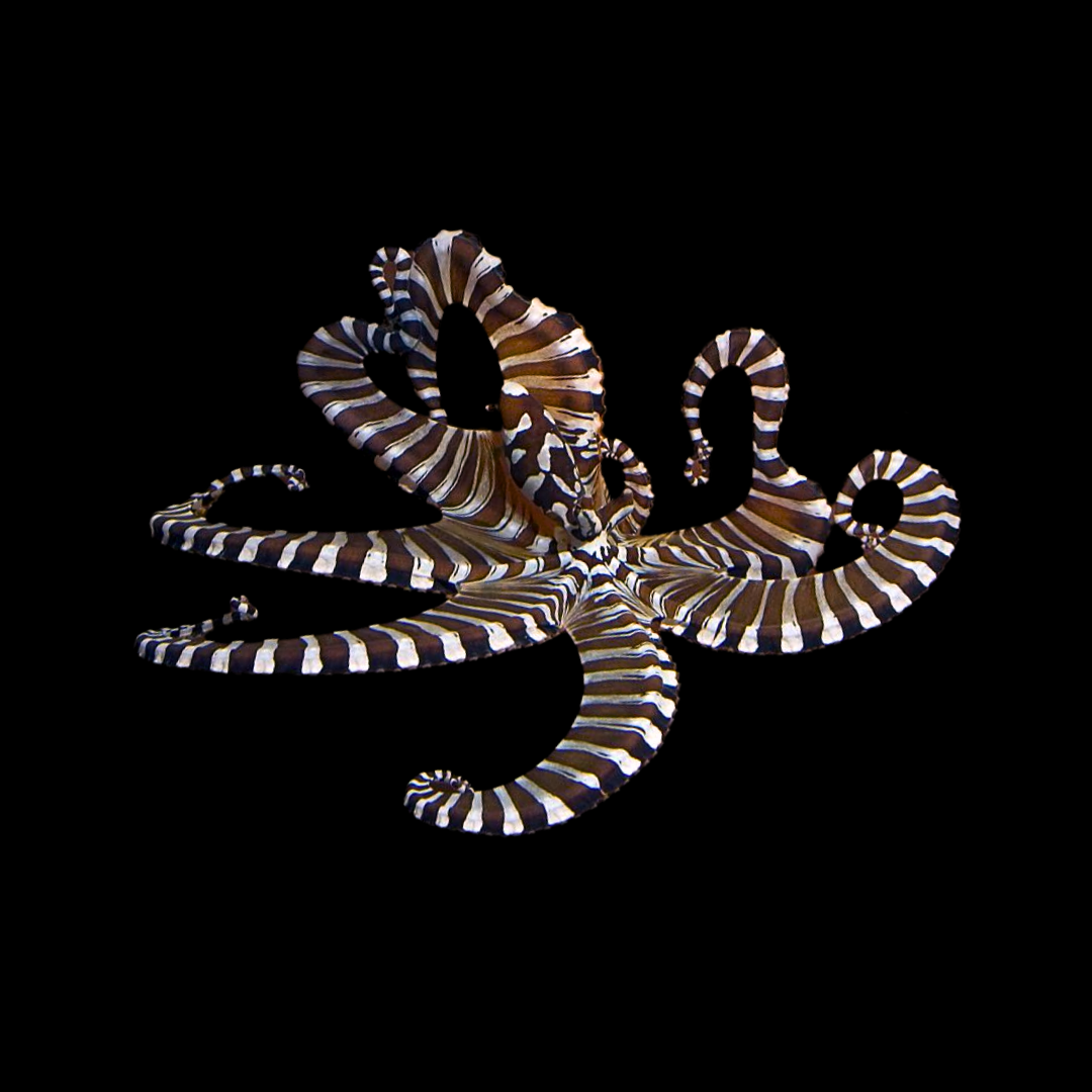 Wunderpus Octopus (Wunderpus photogenicus)