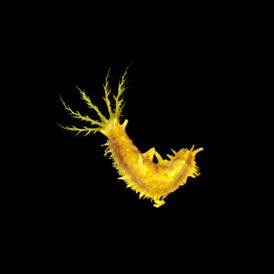 Yellow Sea Cucumber (Colochirus robustus)