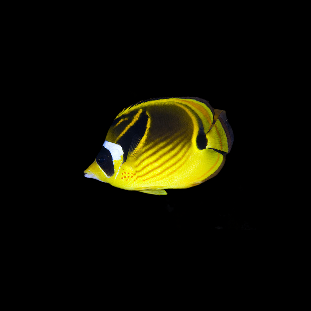 Racoon Butterfly Fish (Chaetodon Lunula)