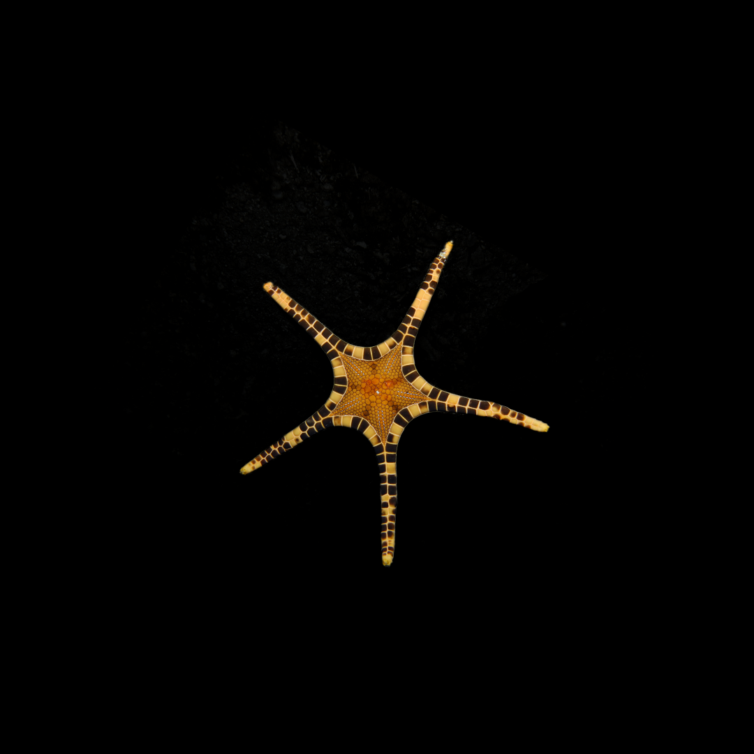 Double Sea Star (Iconaster longimanus)