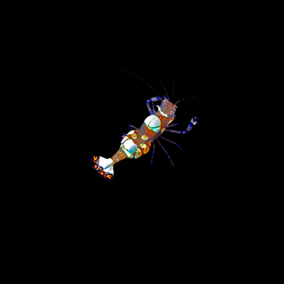 White Spot Anemone Shrimp (Periclimenes brevicarpalis)
