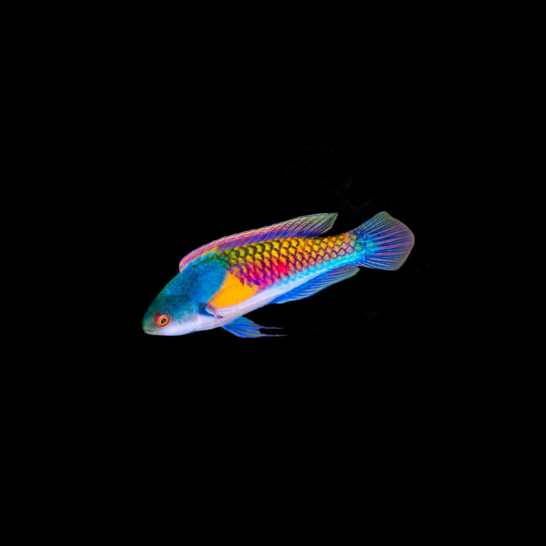 Yellow-Flanked Fairy Wrasse (Cirrhilabrus ryukyuensis)