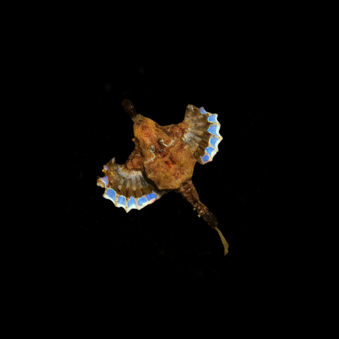 Sea Moth (Eurypegasus draconis)