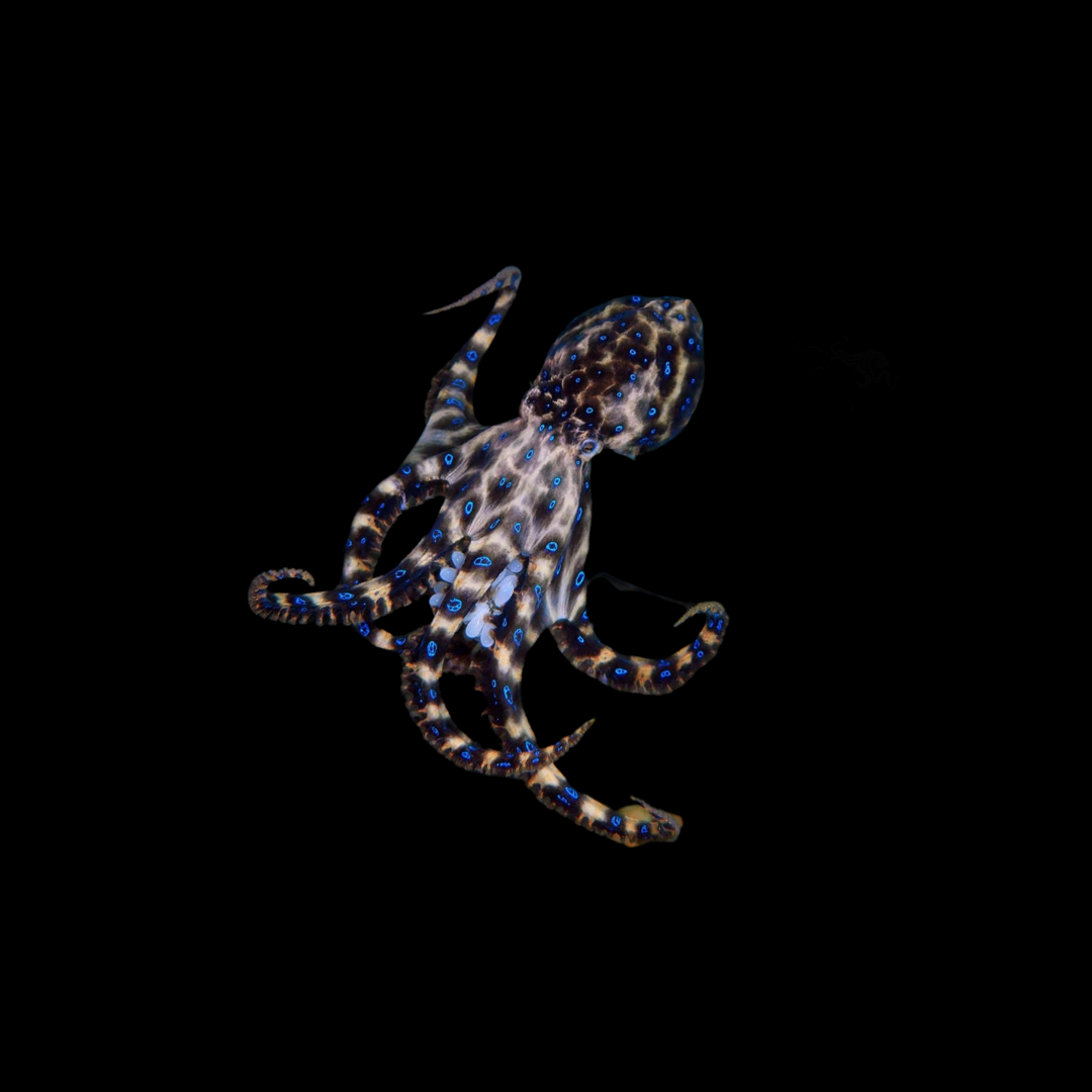 Blue-ringed octopus (Hapalochlaena sp.)