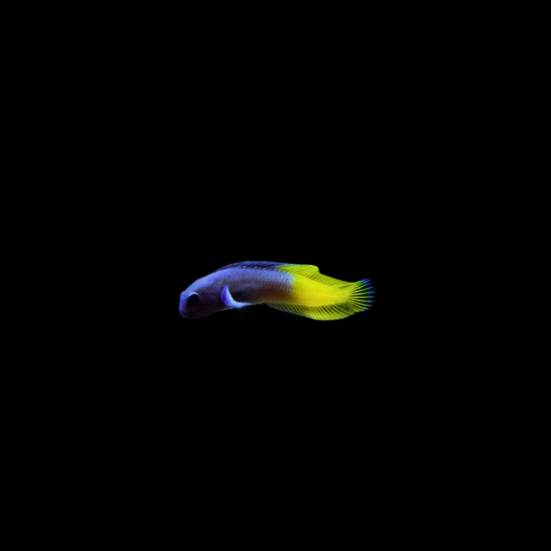 Flametail Fang Blenny (Ecsenius Flavipes)