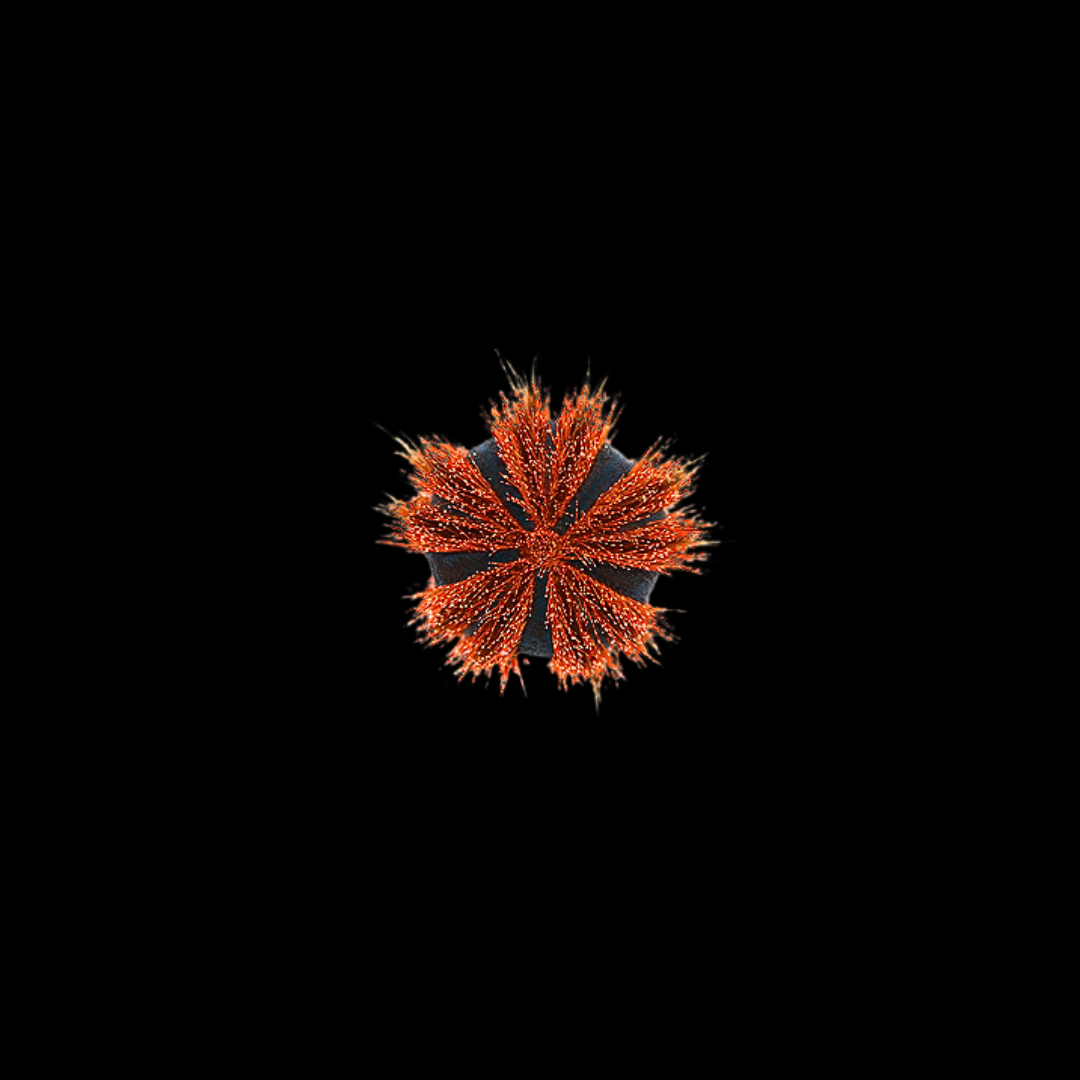 Red Tuxedo Urchin (Mespilia globulus)