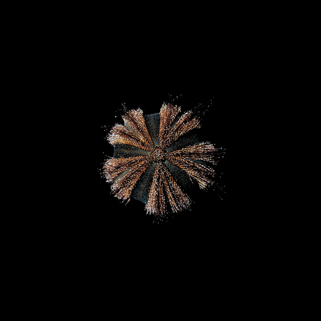 Tuxedo Urchin (Mespilia globulus)