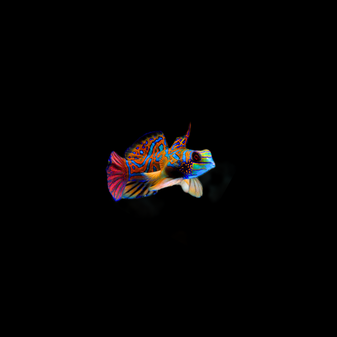 Green Mandarin (Synchiropus splendidus)