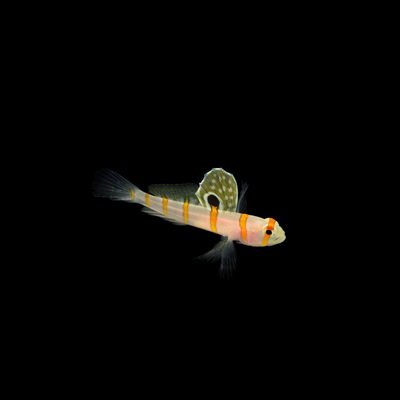 Randall&#39;s Shrimp Goby (Amblyeleotris randalli)