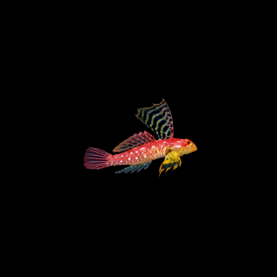 Ruby Red Dragonet (Synchiropus sycorax)