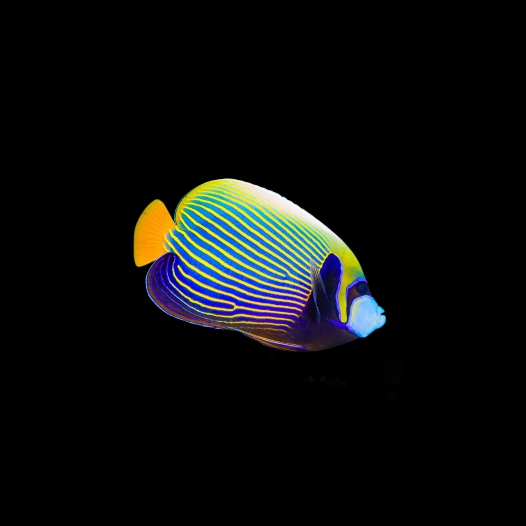 Emperor Angelfish (Pomacanthus Imperator)