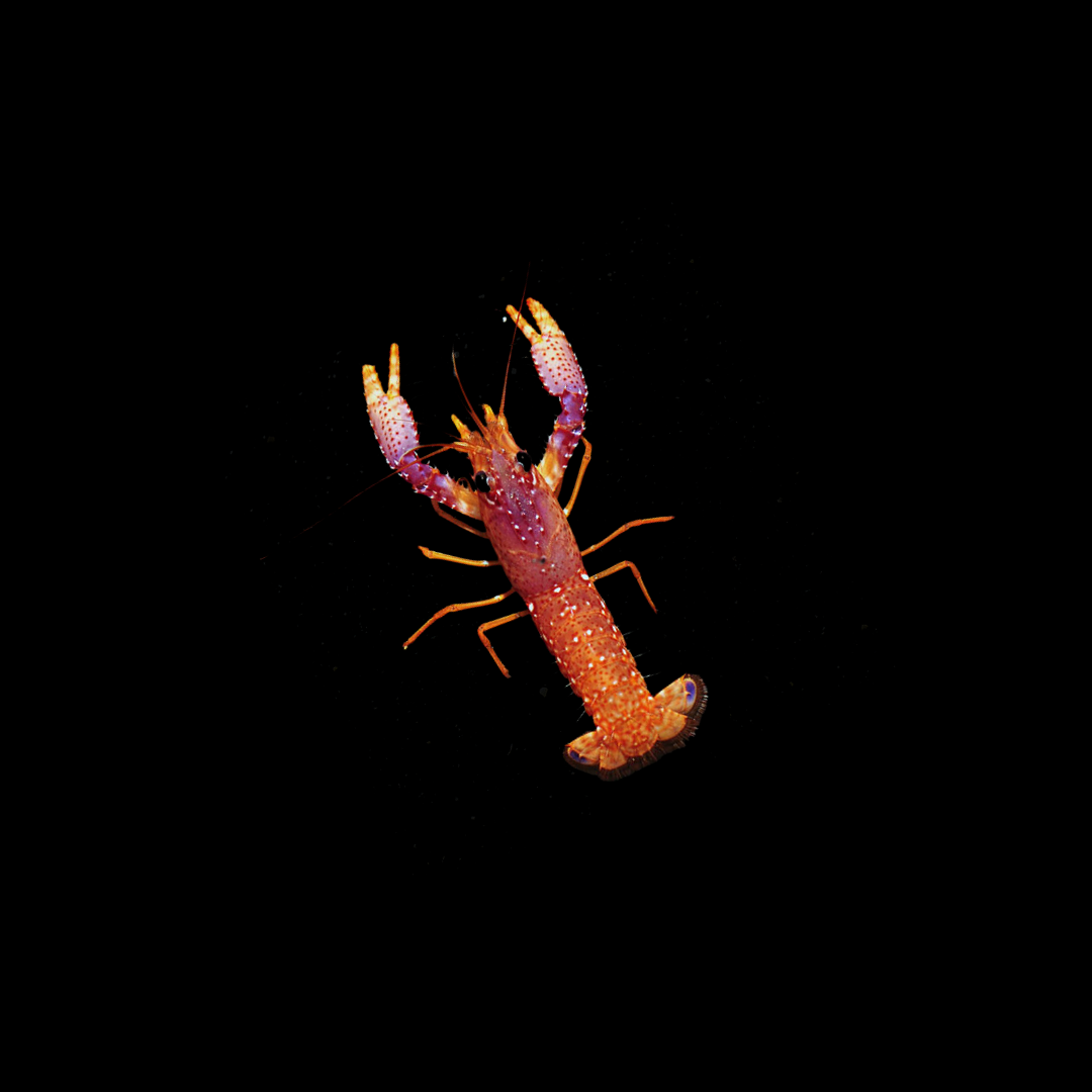 Debelius&#39; Reef Lobster (Enomopletapus  debelius)
