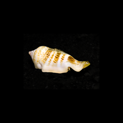 Tonga Fighting Conch (Strombus gibberulus)