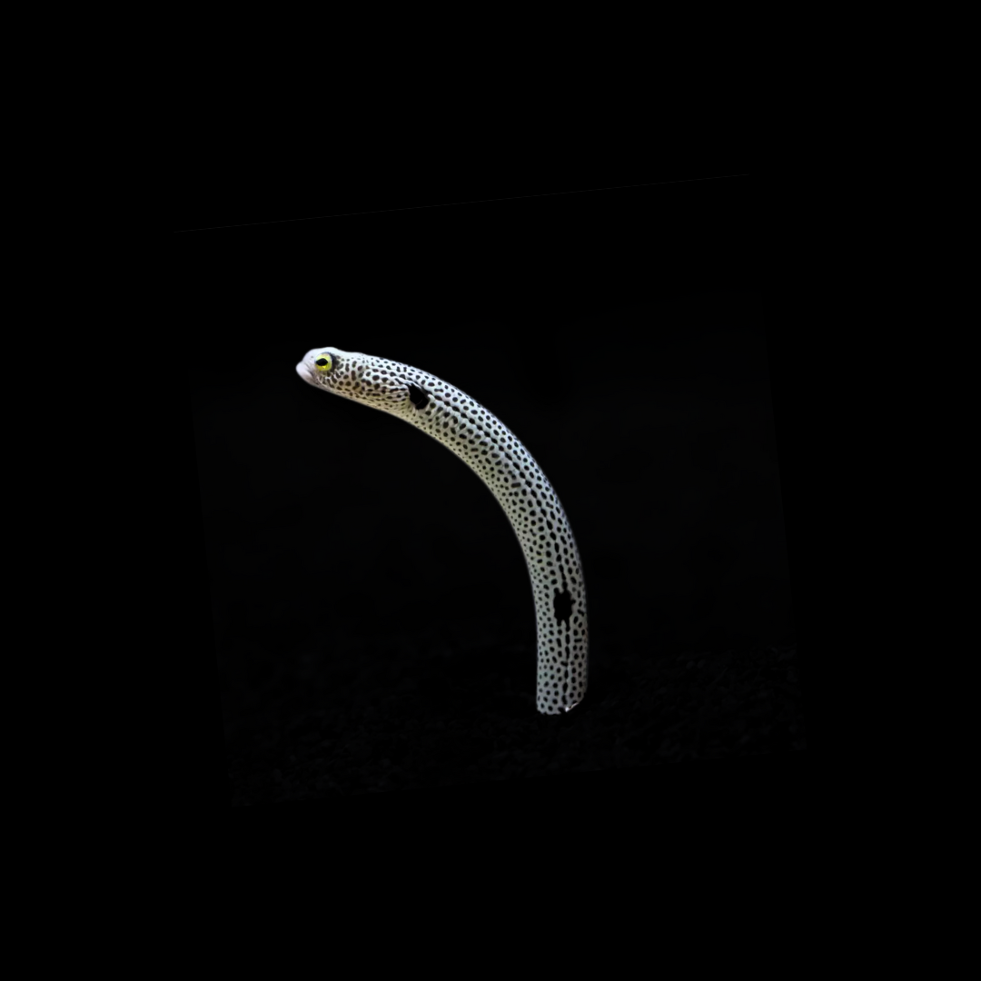 Spotted Garden Eel (Heteroconger hassi)