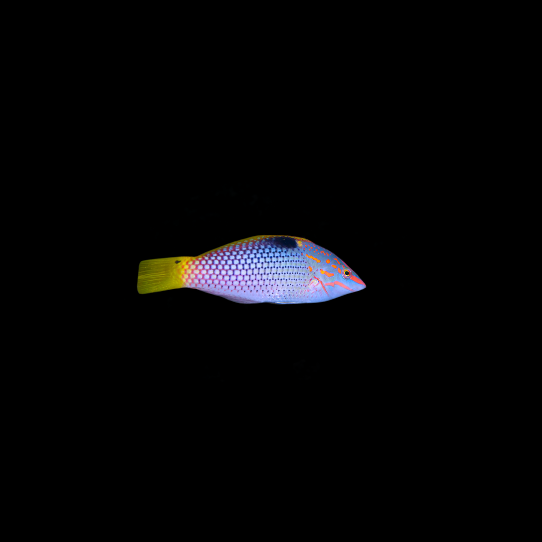 Marble Wrasse (Halioeres Chrysus)