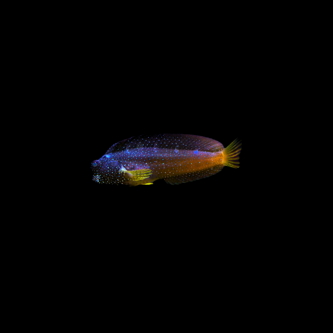Starry Blenny (Salarias ramosus)
