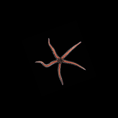 Starfish