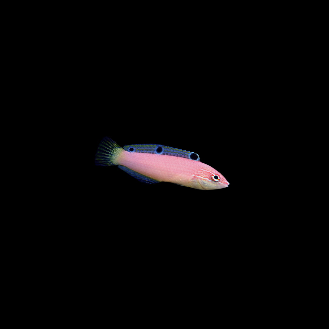 Triplespot Wrasse ( Halichoeres Pallidus)
