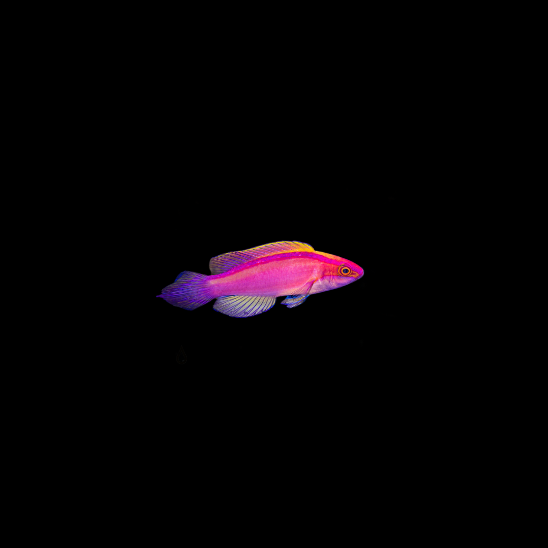 Rose Band Fairy Wrasse (Cirrhilabrus Roseafascia)