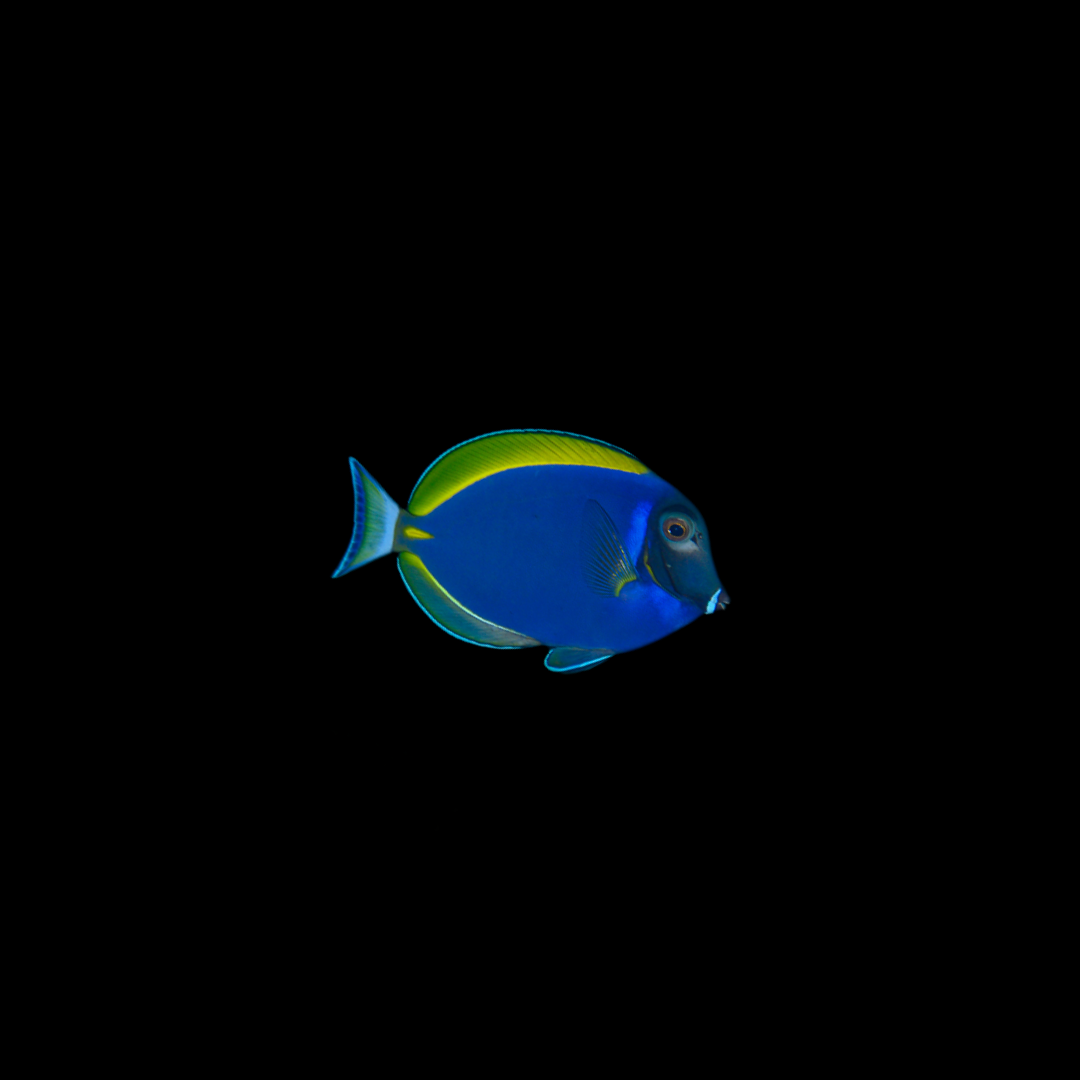 Powder Blue Tang Hybrid (Acanthurus leucosternon x nigricans)