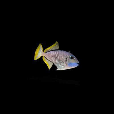 Blue Throat Triggerfish (Xanthichthys Auromarginatus)