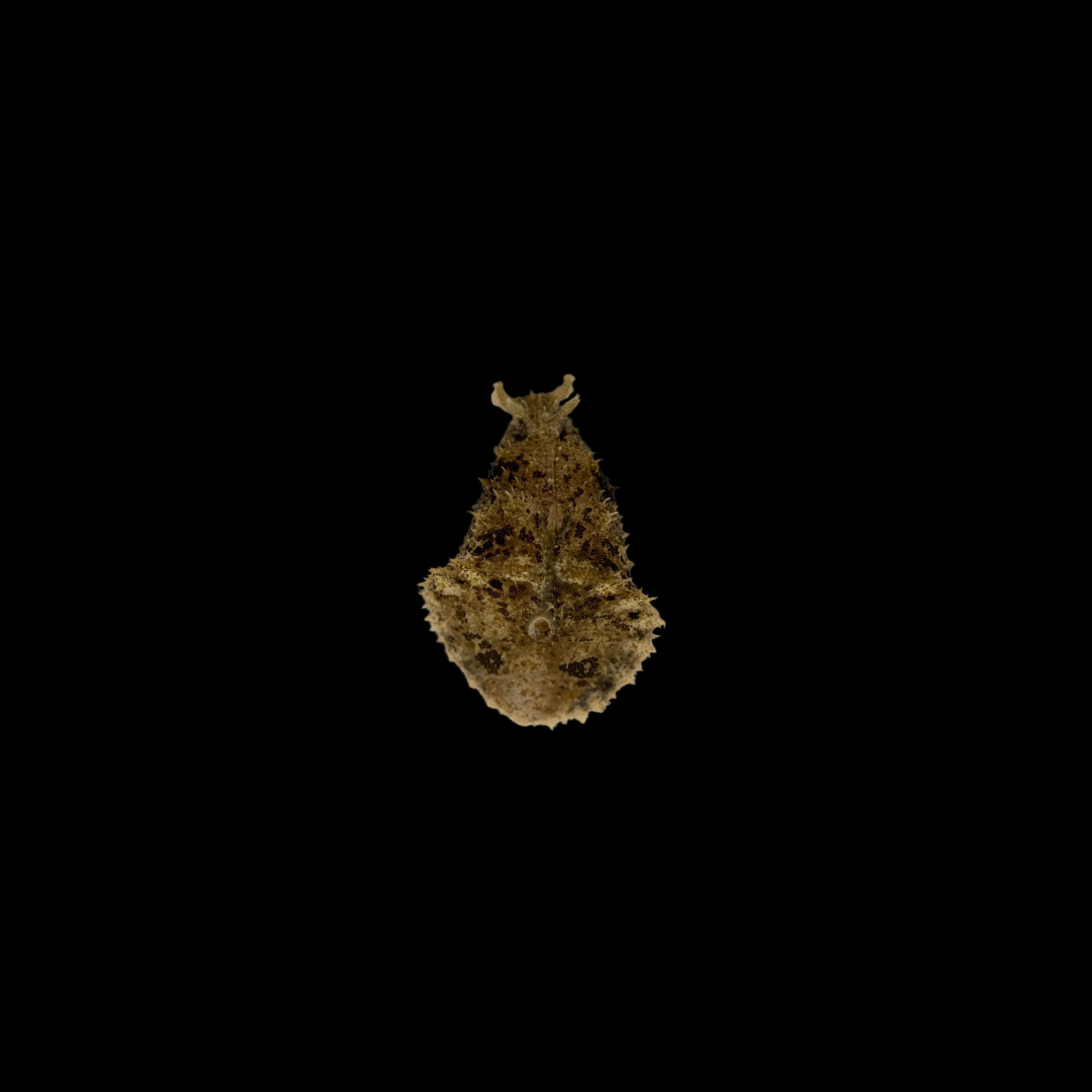 Wedge Sea Hare (Dolabella Auricularia)