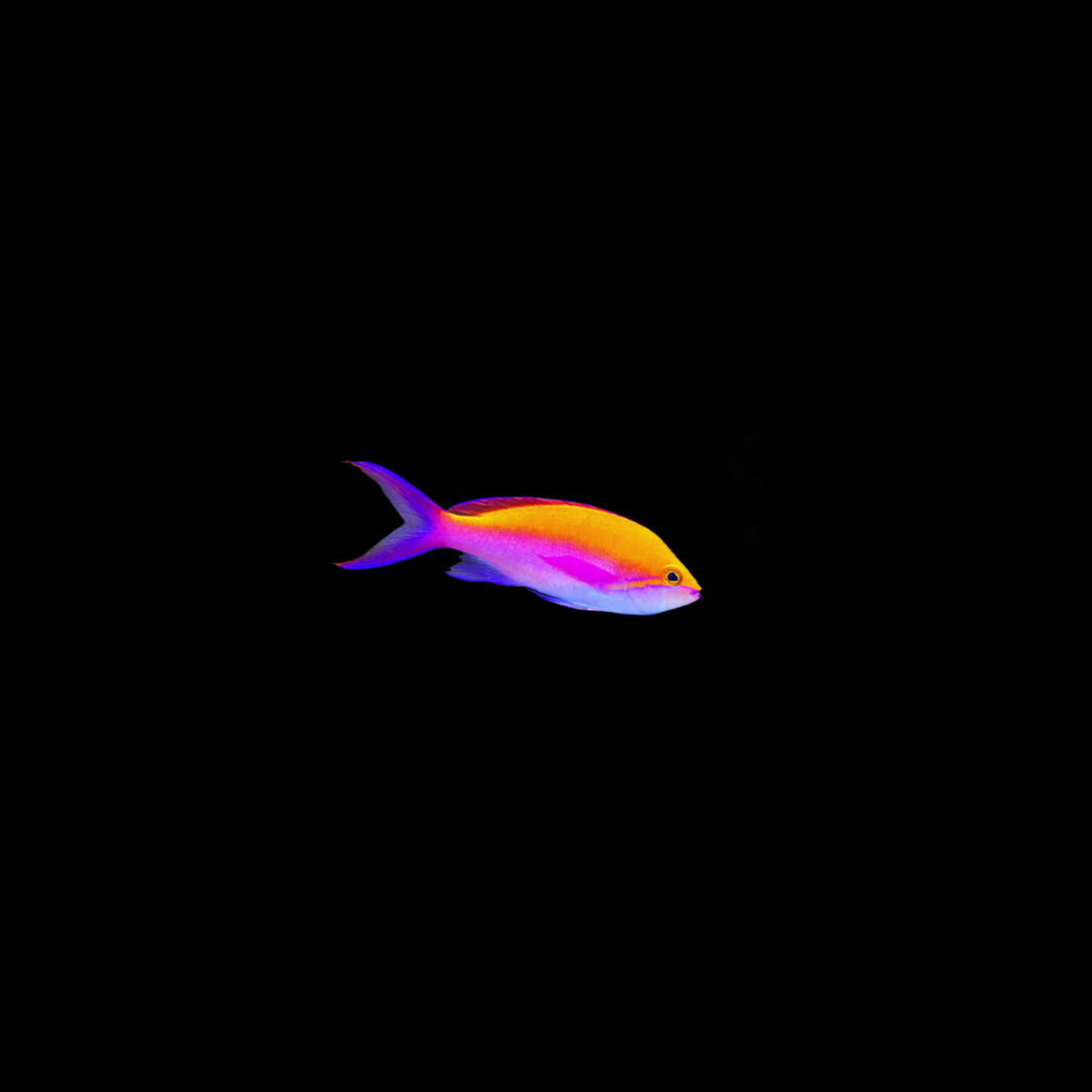 Bicolor Anthias (Mirolabrichthys Bicolor)