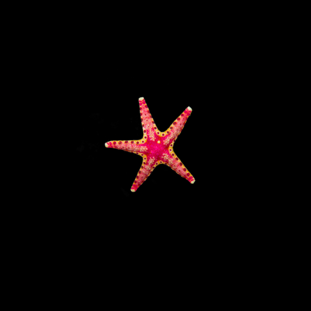 Livingstone’s Sea Star (Neoferdina Insolita)