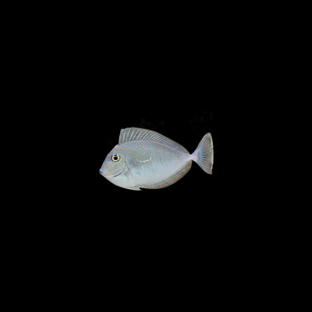 Vlamingi Tang (Naso Vlamingii)