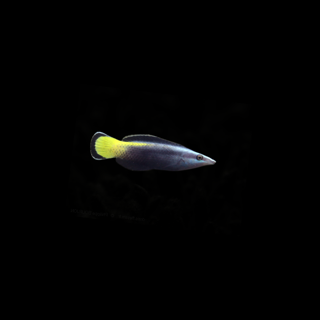 Bicolor Cleaner Wrasse (Labroides Bicolor)