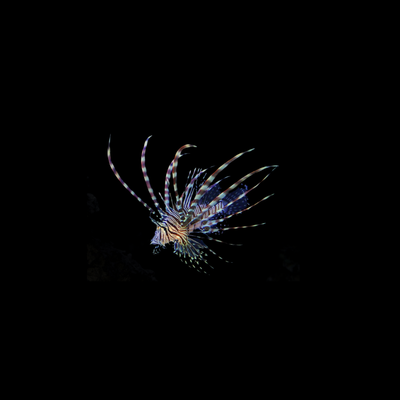 Black Peacock Lionfish (Pterois Volitan)