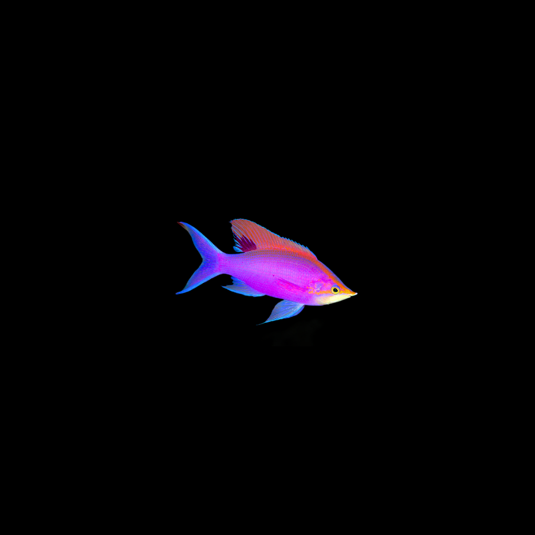 Purple Queen Anthias (Pseudanthias Tuka)