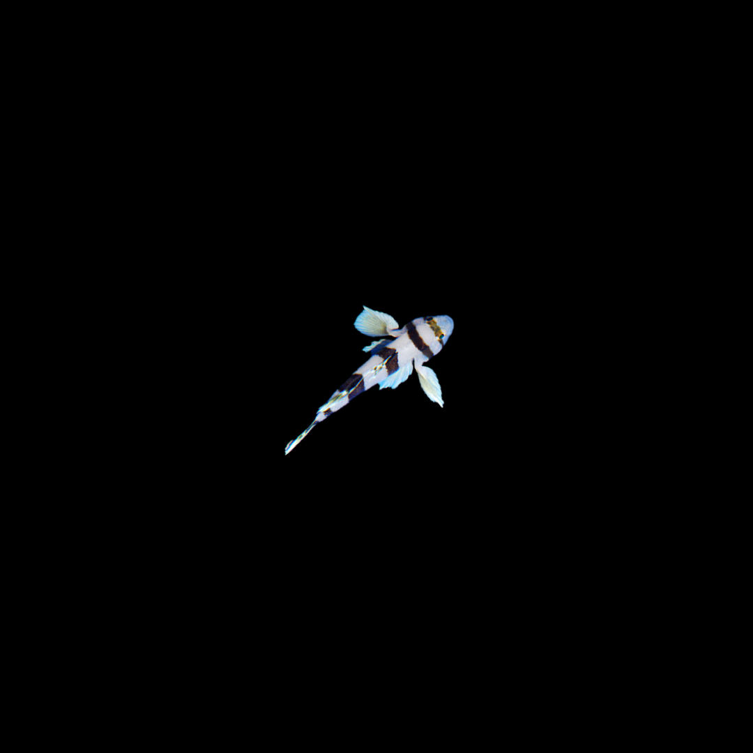 White Tiger Goby (Priolepis Nocturna)