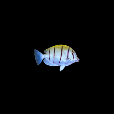 Convict Tang (Acanthurus Triostegus)