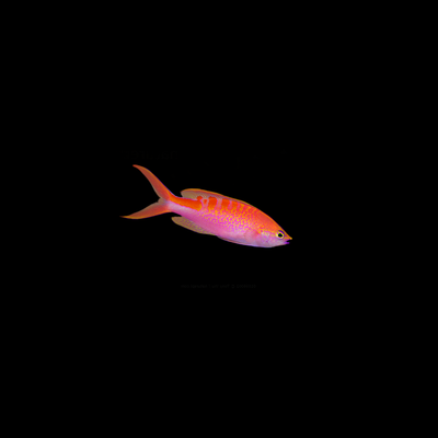 Loris Anthias (Pseudanthias Lori)