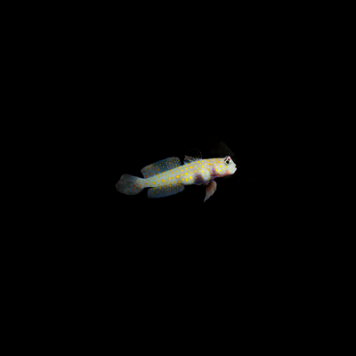 Orange Spot Prawn Goby (Amblyeleotris Guttata)