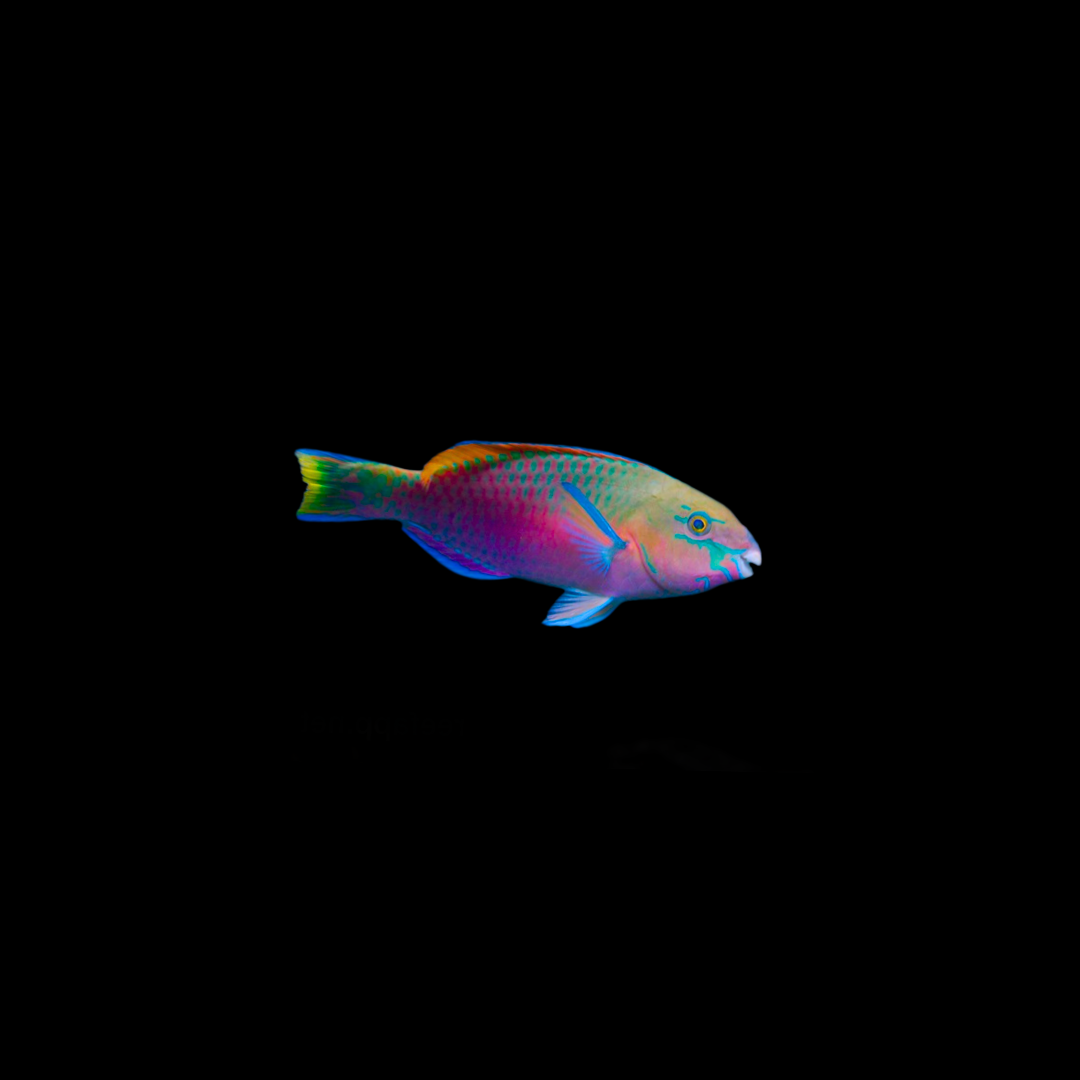 Quoyi Parrot Fish (Scarus Quoyi)