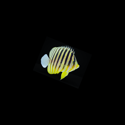 Multibar Angelfish (Paracentropyge Multifasciata)
