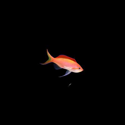 Dispar Anthias (Pseudanthias dispar)