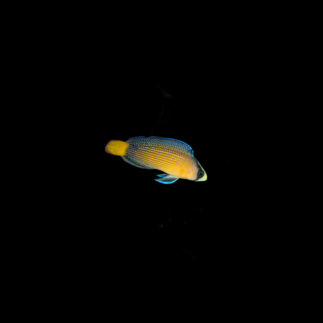 Splendid Dottyback (Manonichthys splendens)