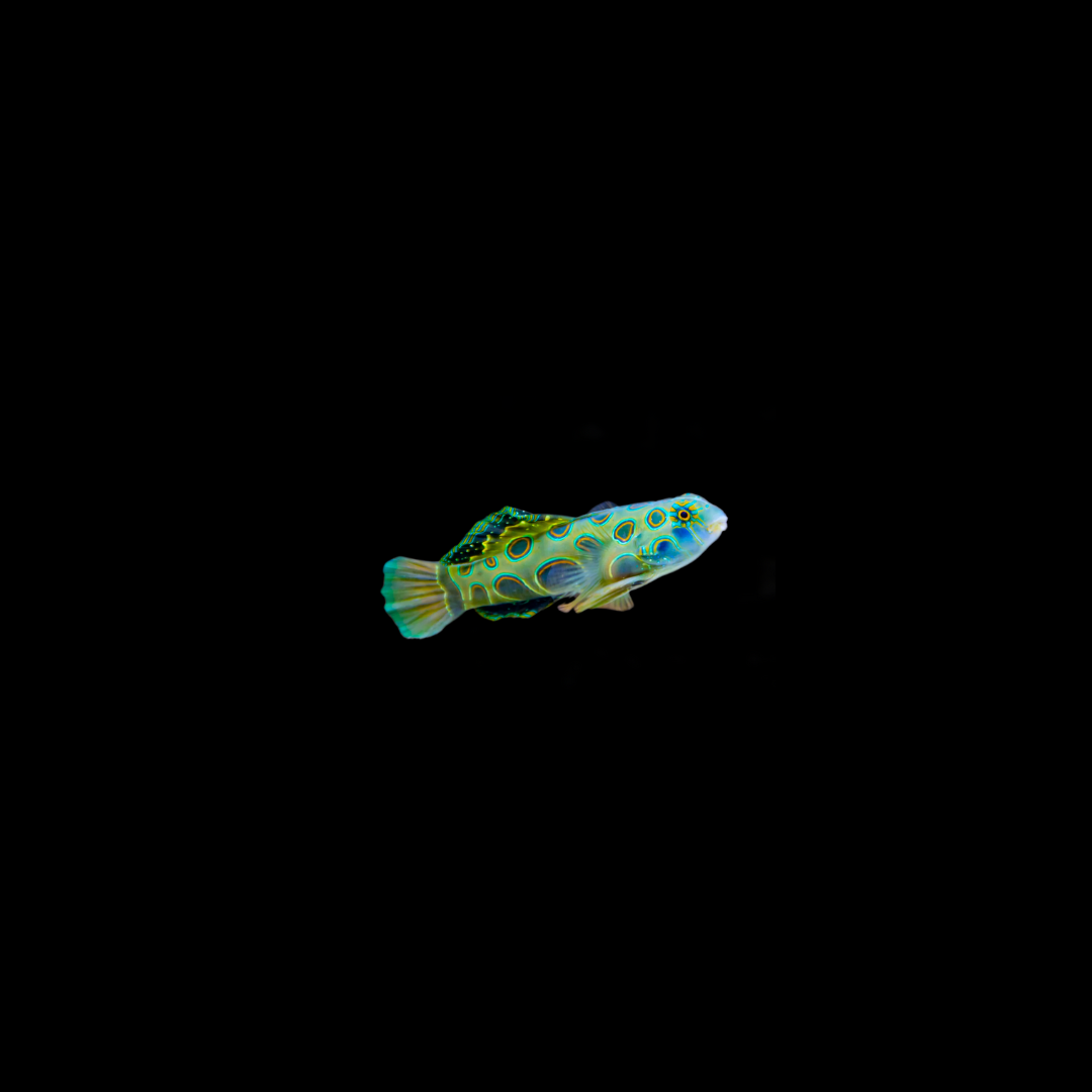 Spotted Mandarin (Synchiropus picturatus)