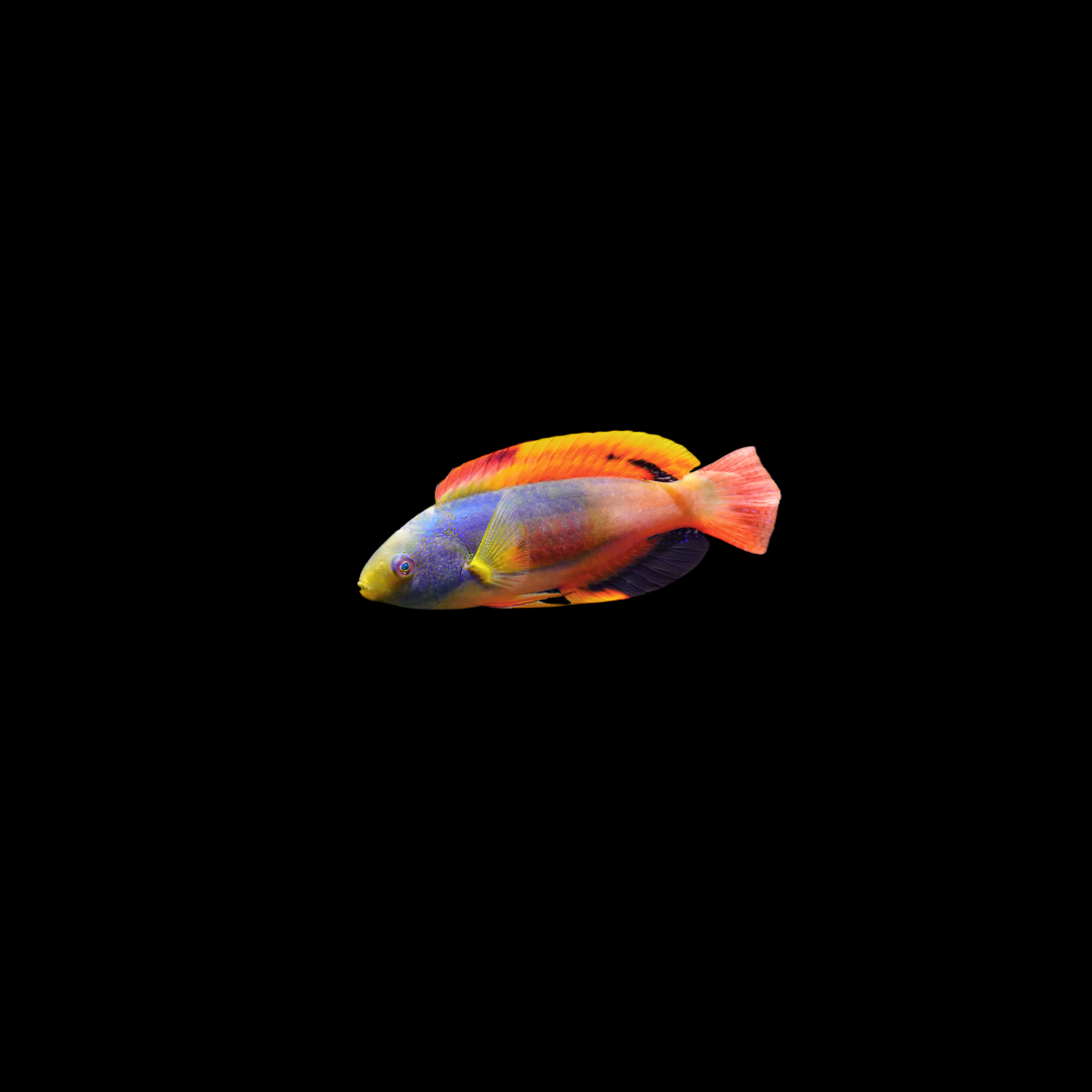Scotts Greenback Fairy Wrasse - Australia (Cirrhilabrus Scottorum)